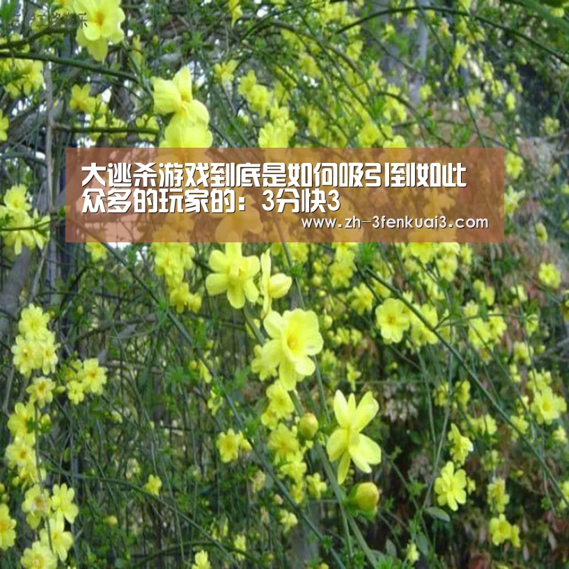 3分快3